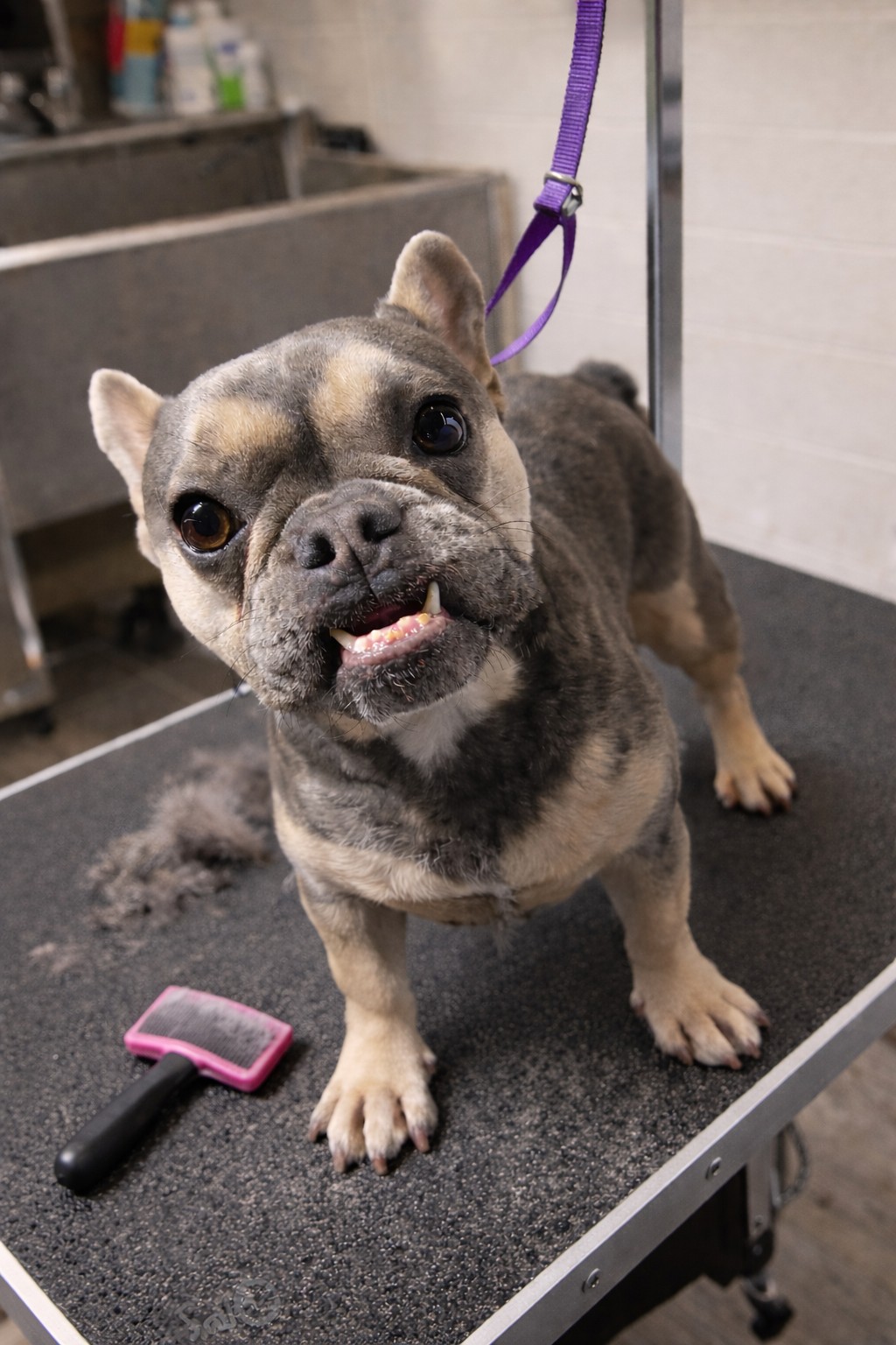 A little French bulldog smiling in Madison's grooming trailer