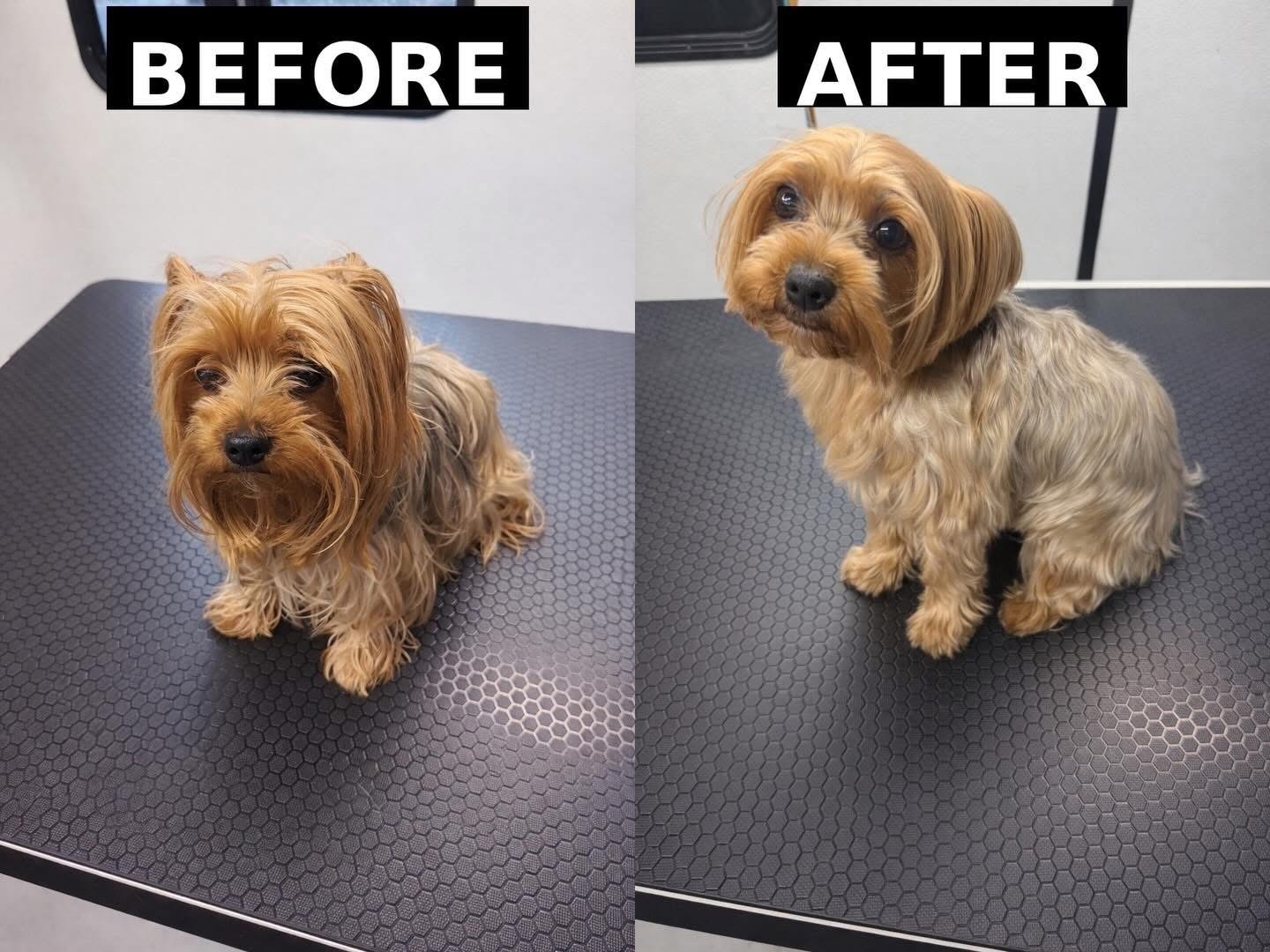 A Yorkshire terrier before and after a tidy haircut