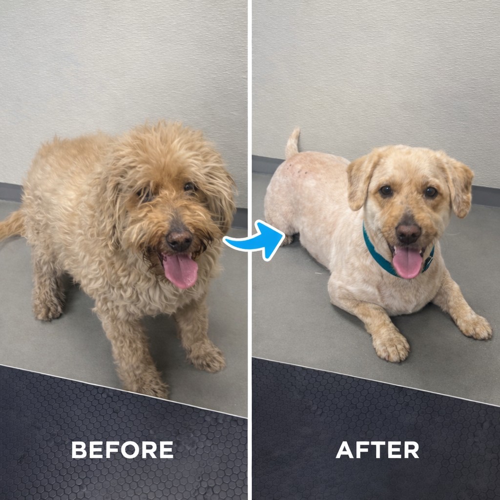 A golden-coated dog before and after Madison’s groom