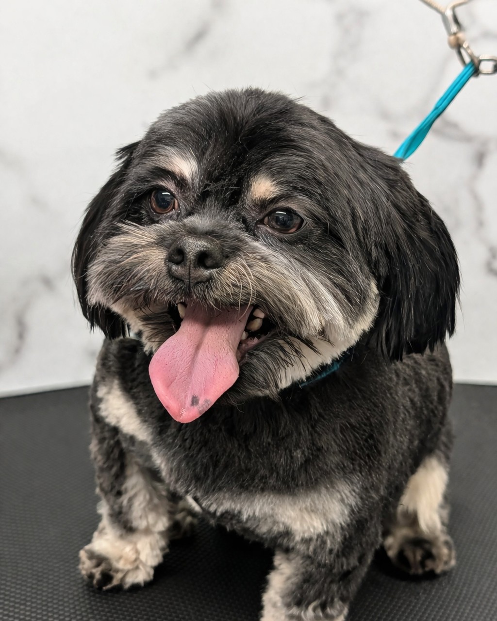A fluffy black dog with a freshly groomed coat