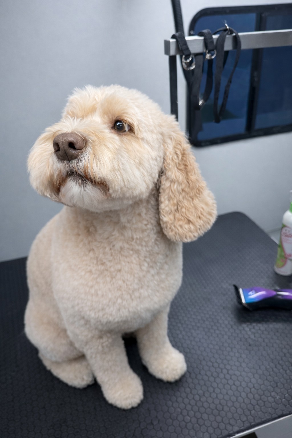 A cream-colored pup with a rounded, freshly trimmed coat