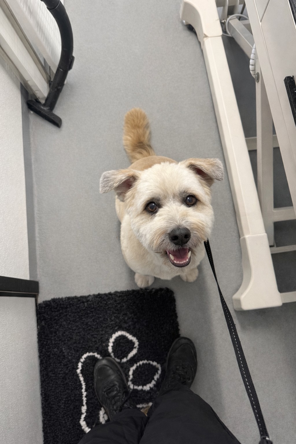 A white terrier smiling on the grooming table