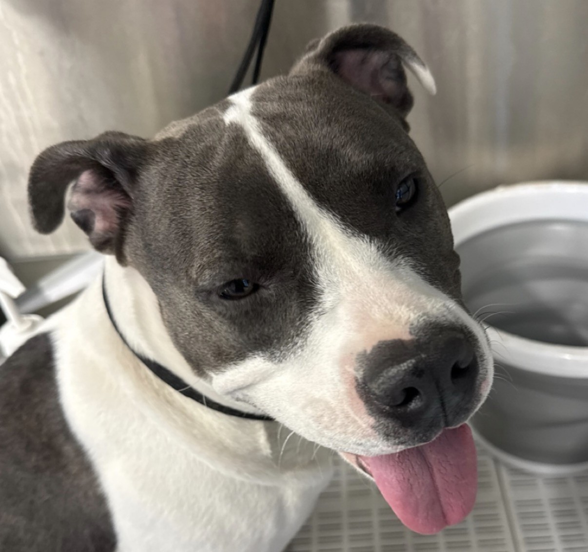 A black-and-white Boston terrier in the grooming trailer